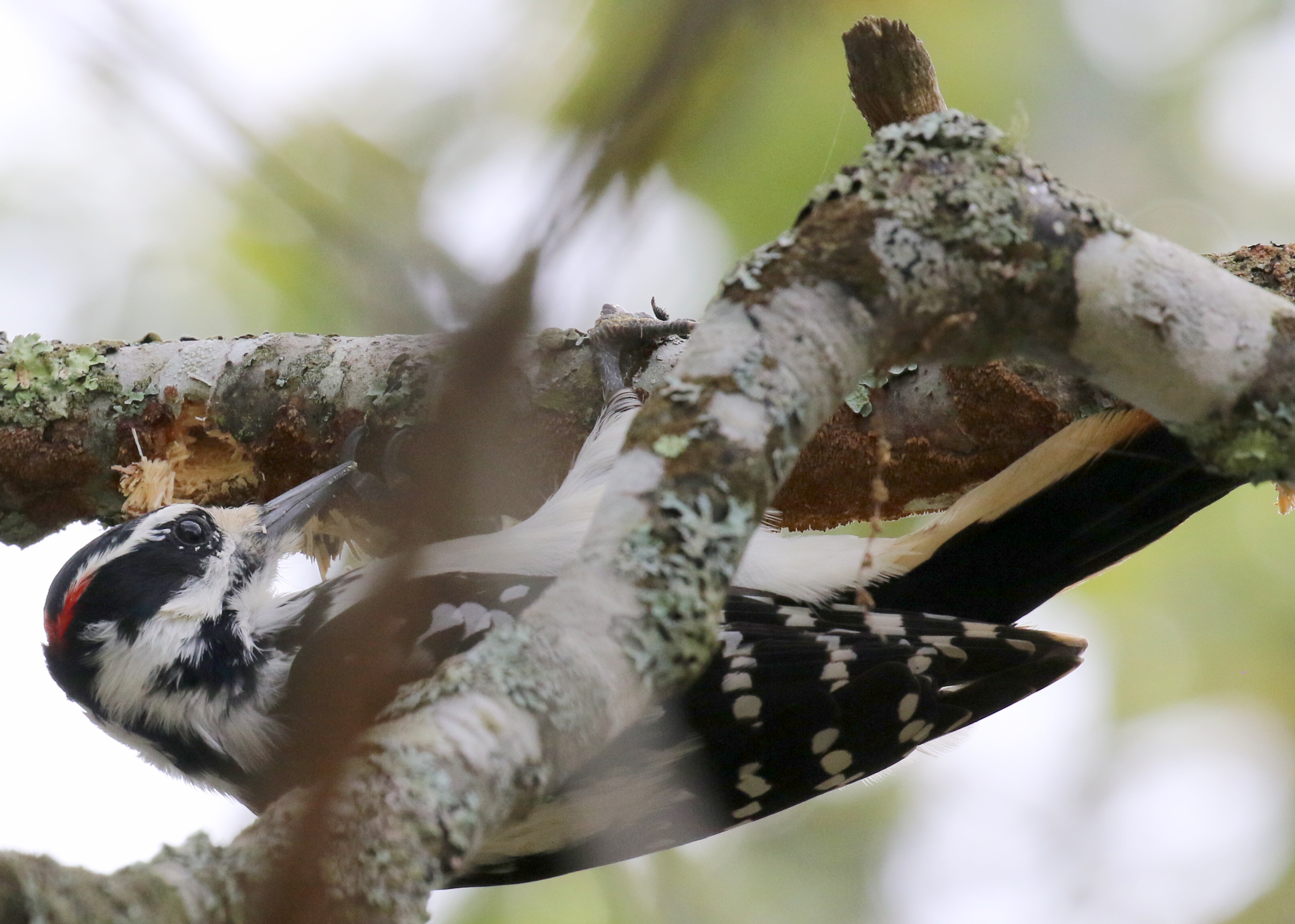 A hairy woodpecker