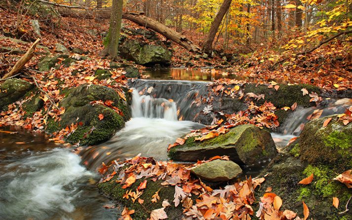Beartown Woods Natural Area in Pennsylvania’s Michaux State Forest