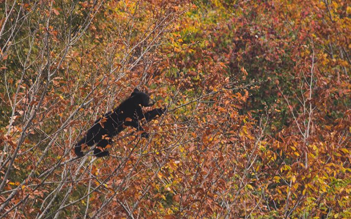 A bear cub climbs a tree in White Mountain National Forest.
