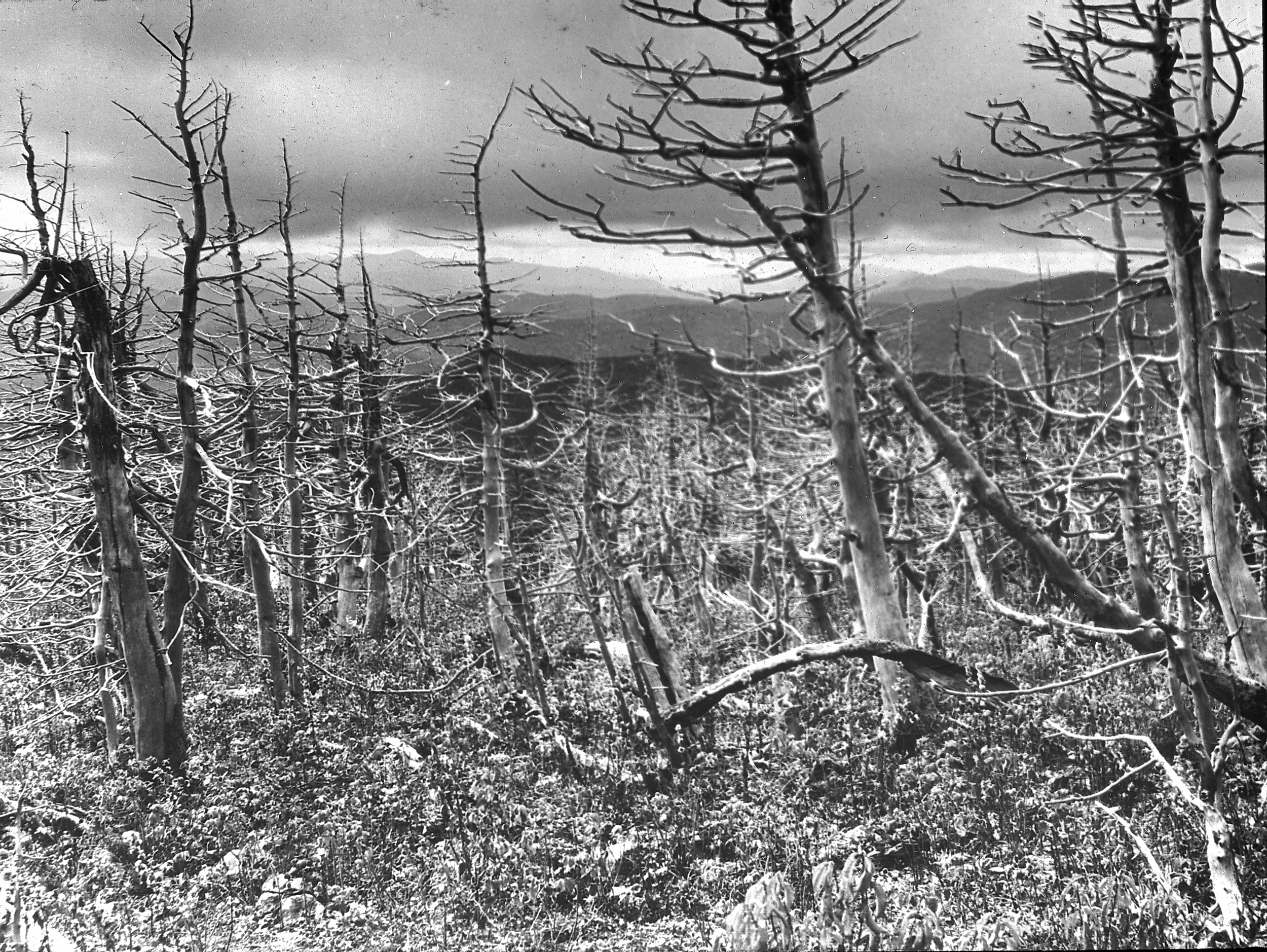 A view of Carter Dome after a fire in 1903.