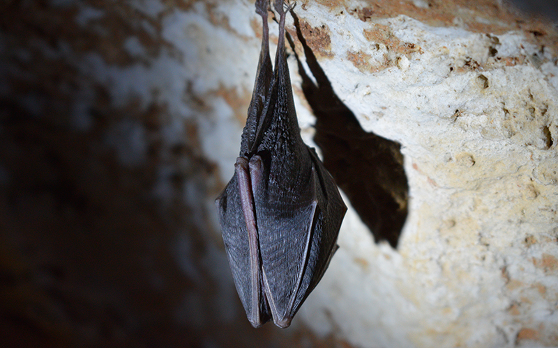 Caves are home to bats