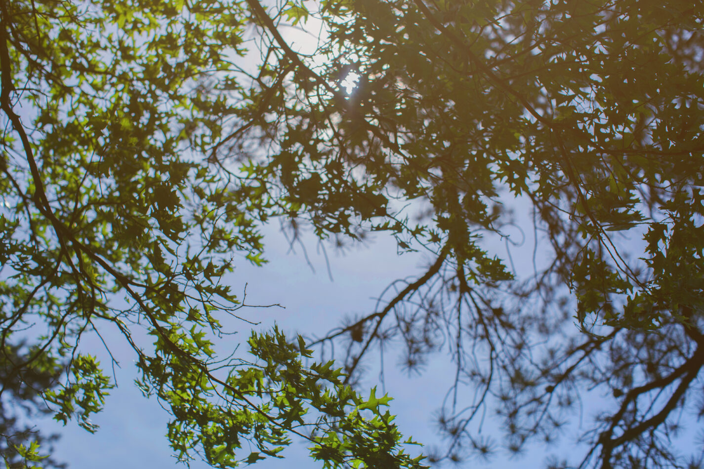 Decades of research have shown that the presence of trees has a powerful impact on human health.