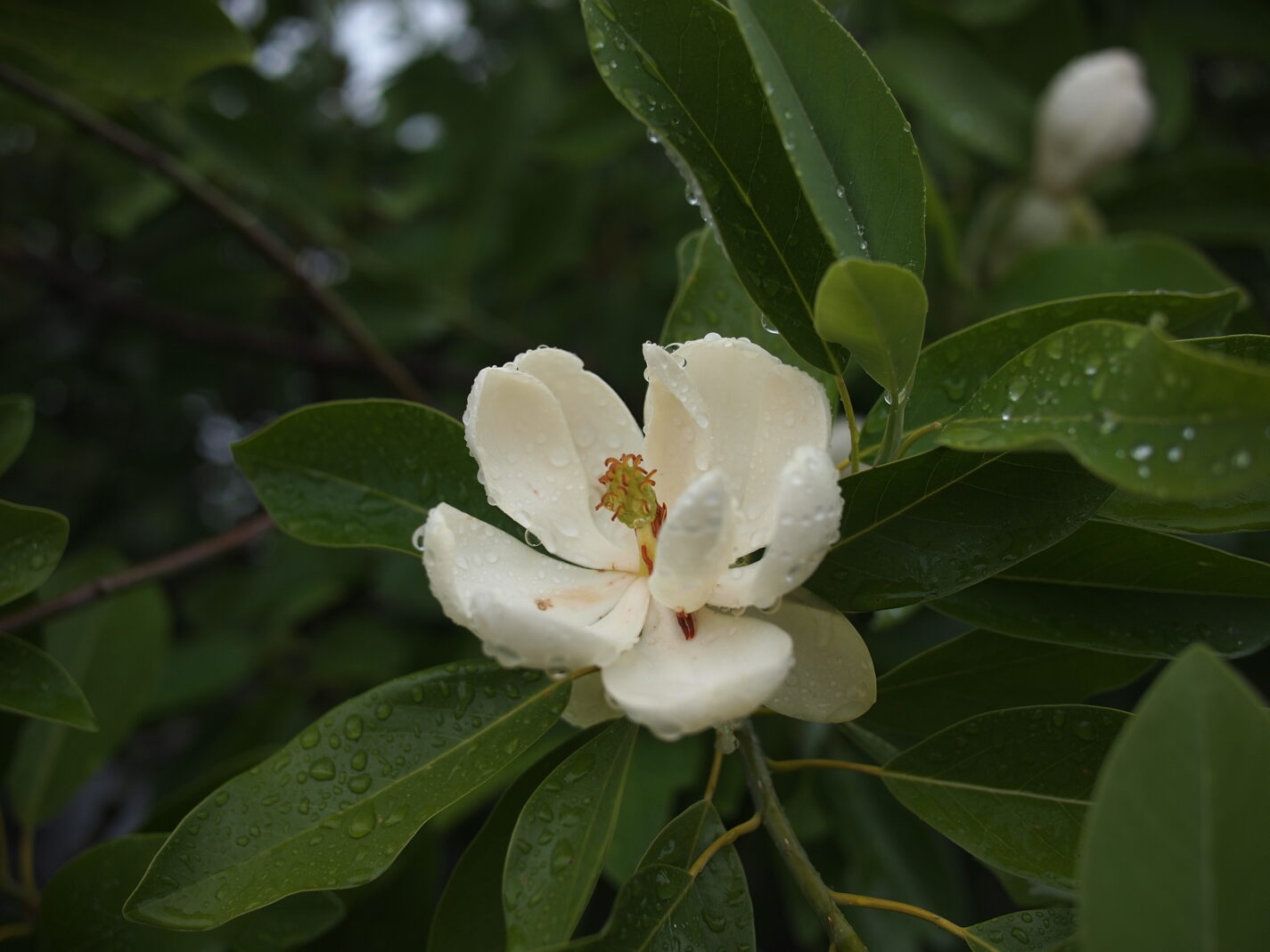 Magnolia blooms.