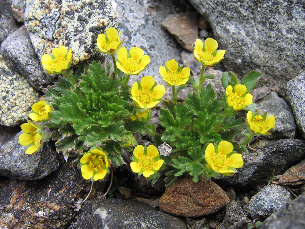 cinquefoil