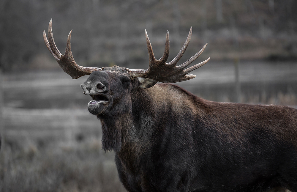 how to see a moose