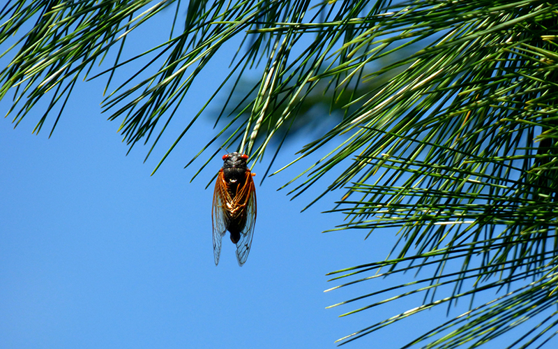 brood x cicadas