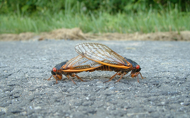 brood x cicadas