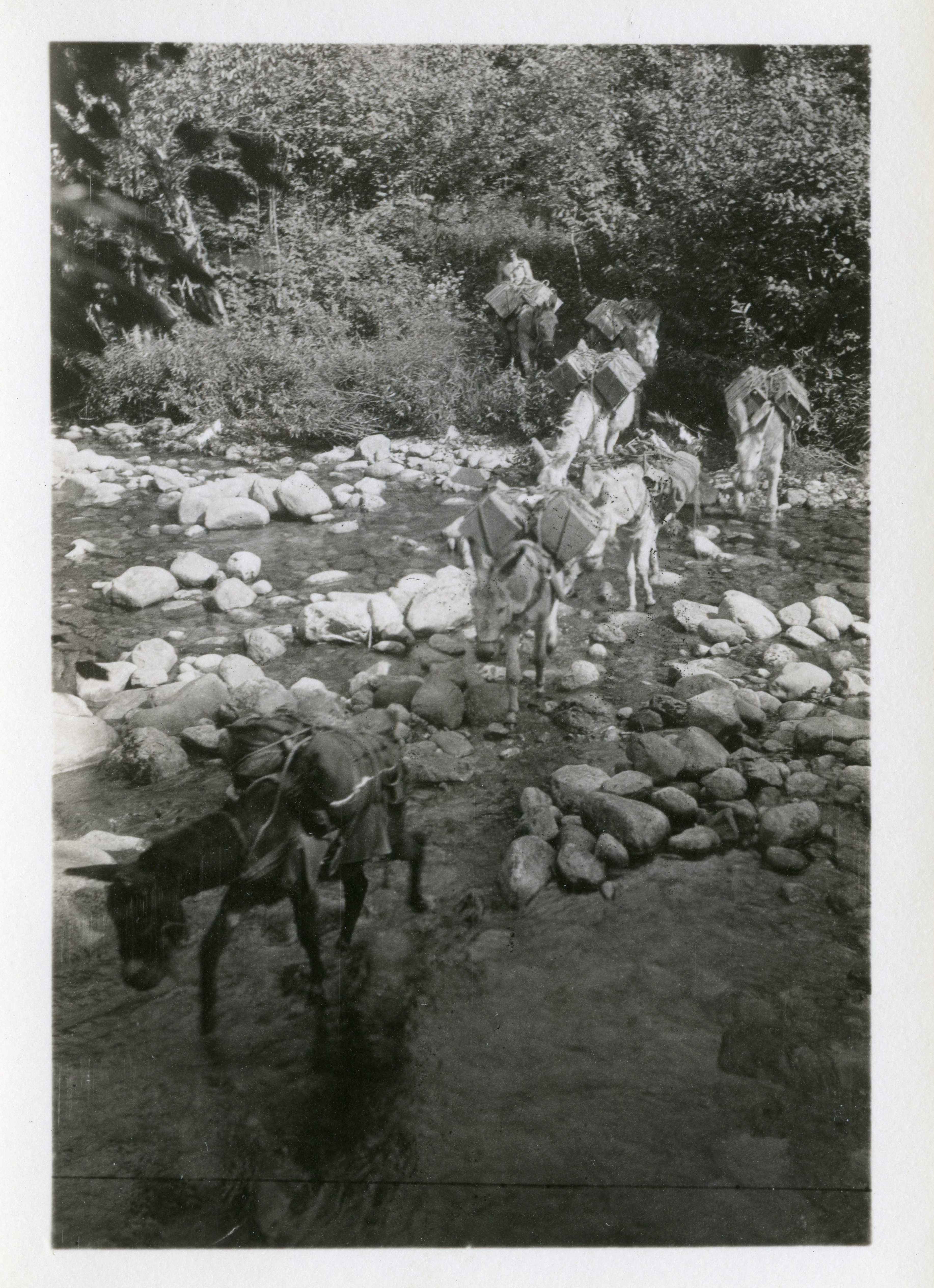 Donkeys carry their loads across a stream in the 1920s.