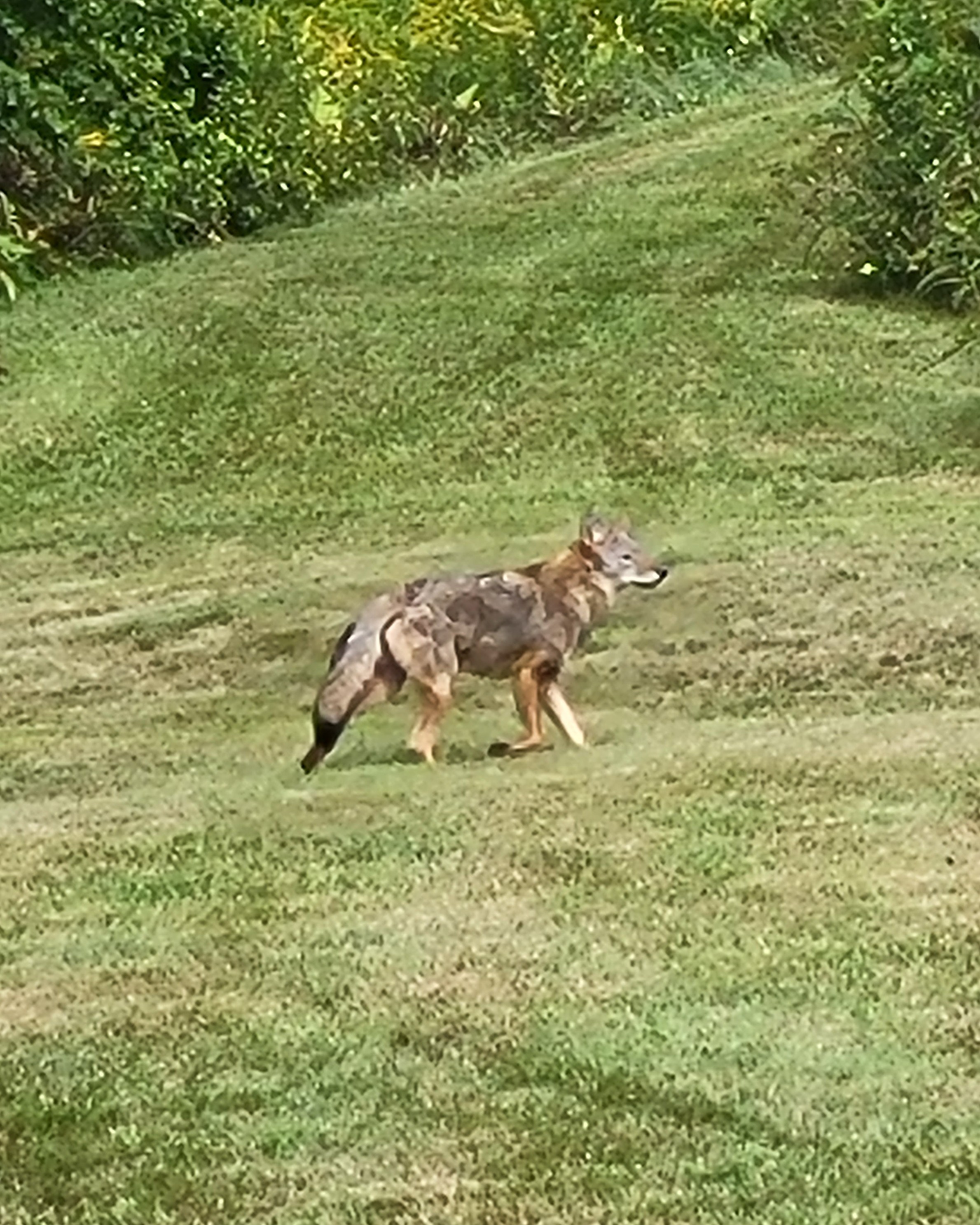 A coyote walks across the grass in south borough ma
