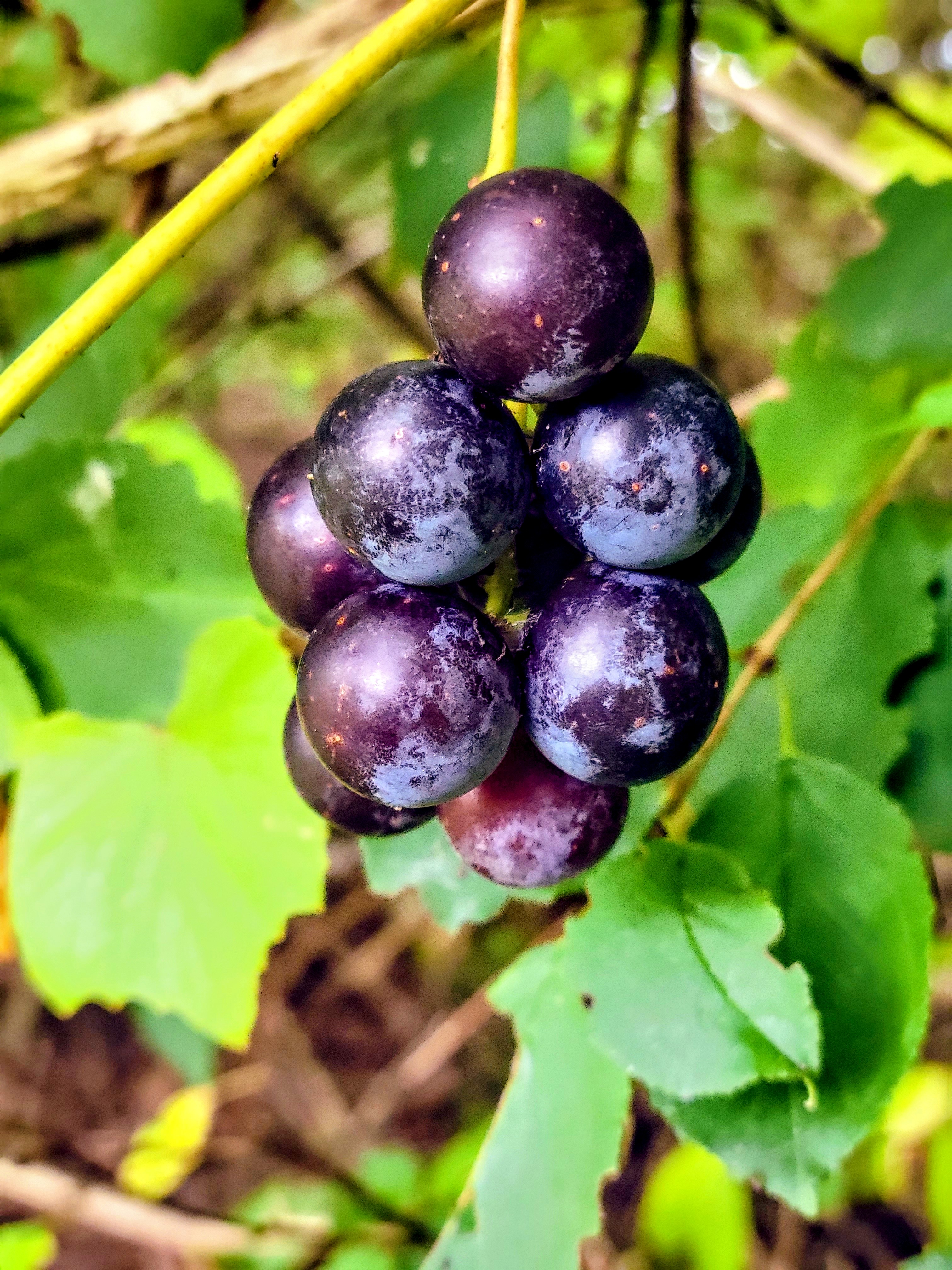 wild Concord grapes on a vine in Medfield, MA