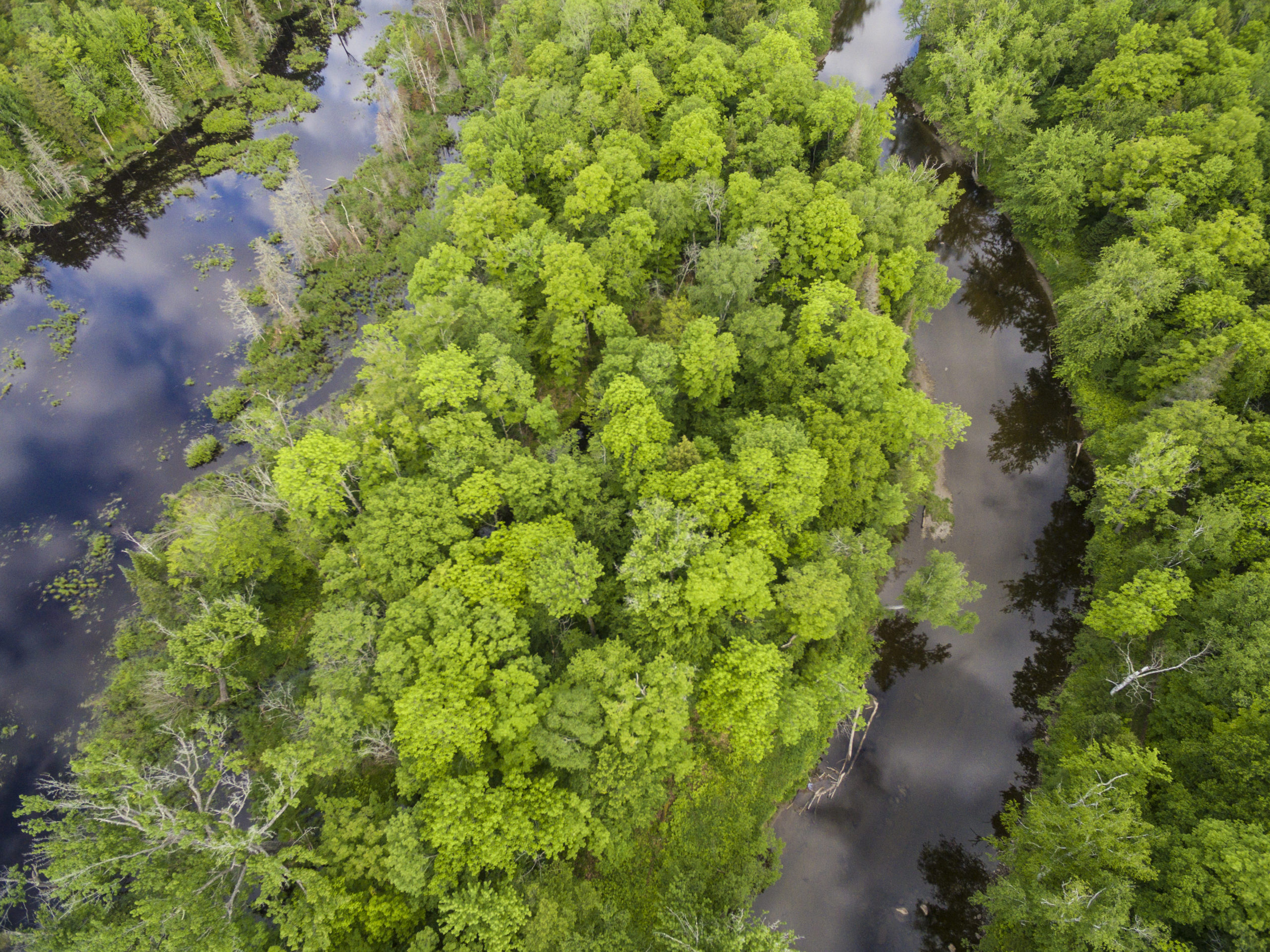 Jun. 15, 2017. Pleasant River, Northeast Piscataquis, Maine– Photo by Jerry Monkman. Jun. 15, 2017. Pleasant River, Northeast Piscataquis, Maine-- Photo by Jerry Monkman.