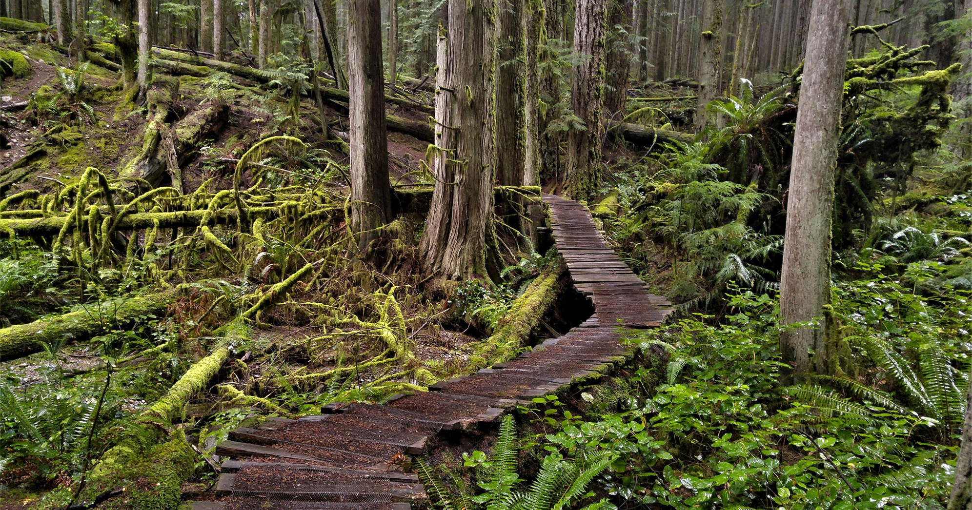 Wooden walkway through the forest on Sunshine Coast trail.