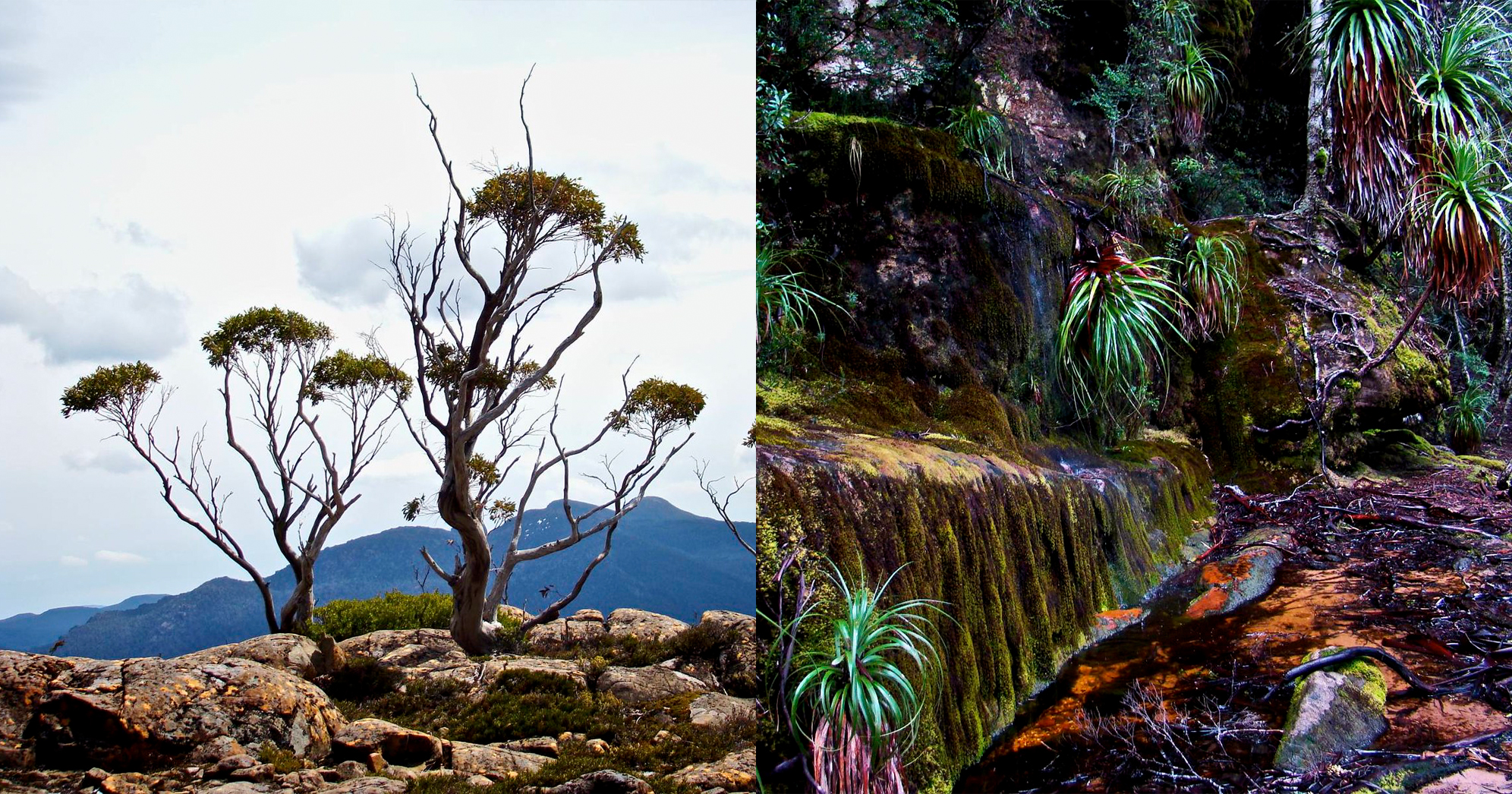 Australian plants and shrubs on the Overland track.