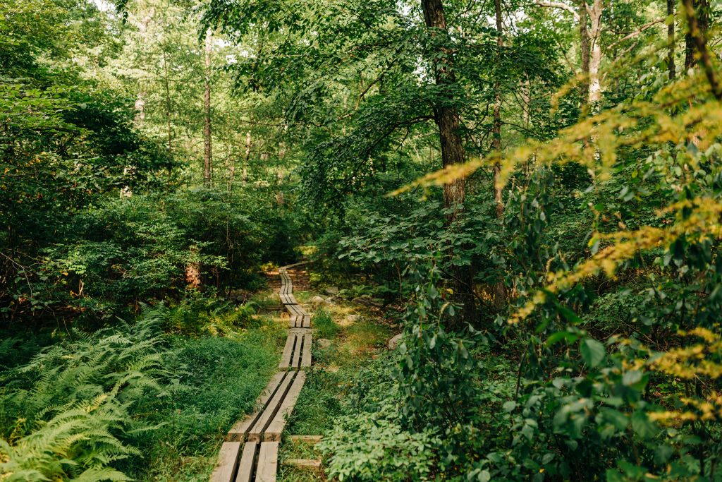 Forest trail in Harriman State Park.