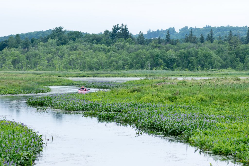 Kayakers in a marsh, surrounded by green.