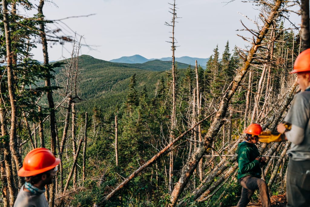 Professional trail crew with orange safety helmets working in the woods.