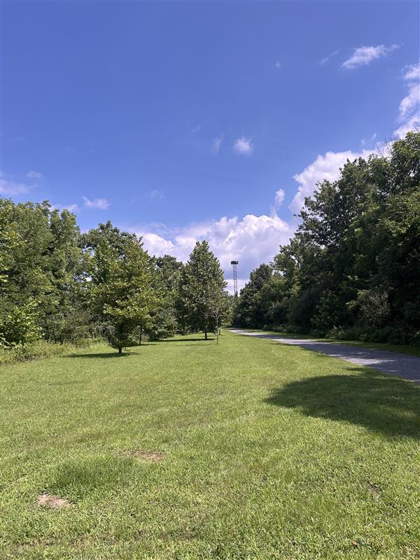 Grassy trail with evergreens and a blue sky.
