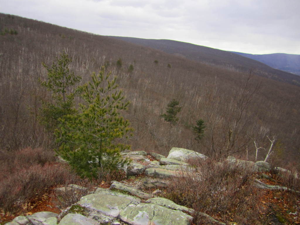 View of bare trees from East Mountain.