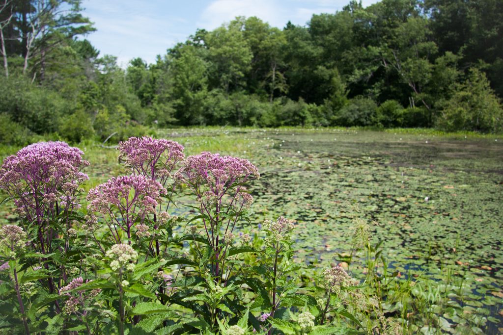 Purple flowers in front of a lily pond.