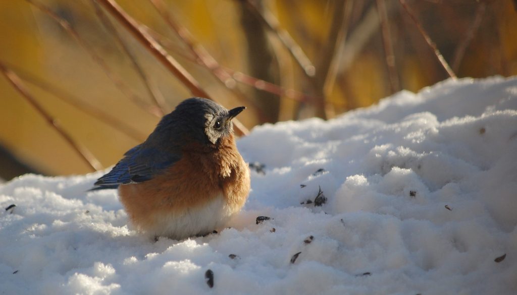A fluffy round robin in the snow.