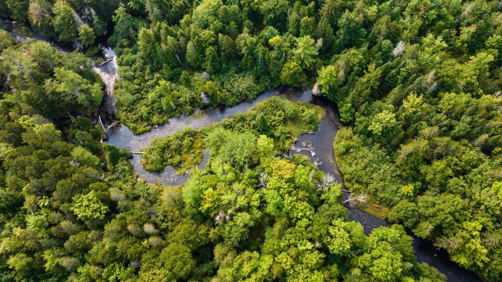Amidst a forest of bright green trees, a stream has carved a curved path.