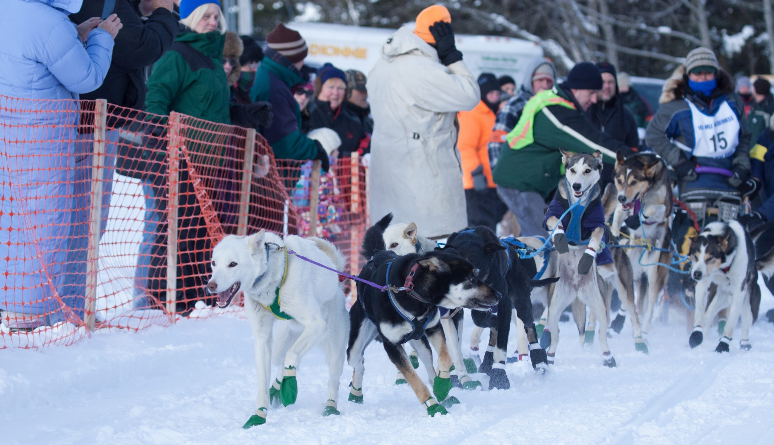 Wilderness Dog Race 2015 0168 (2)