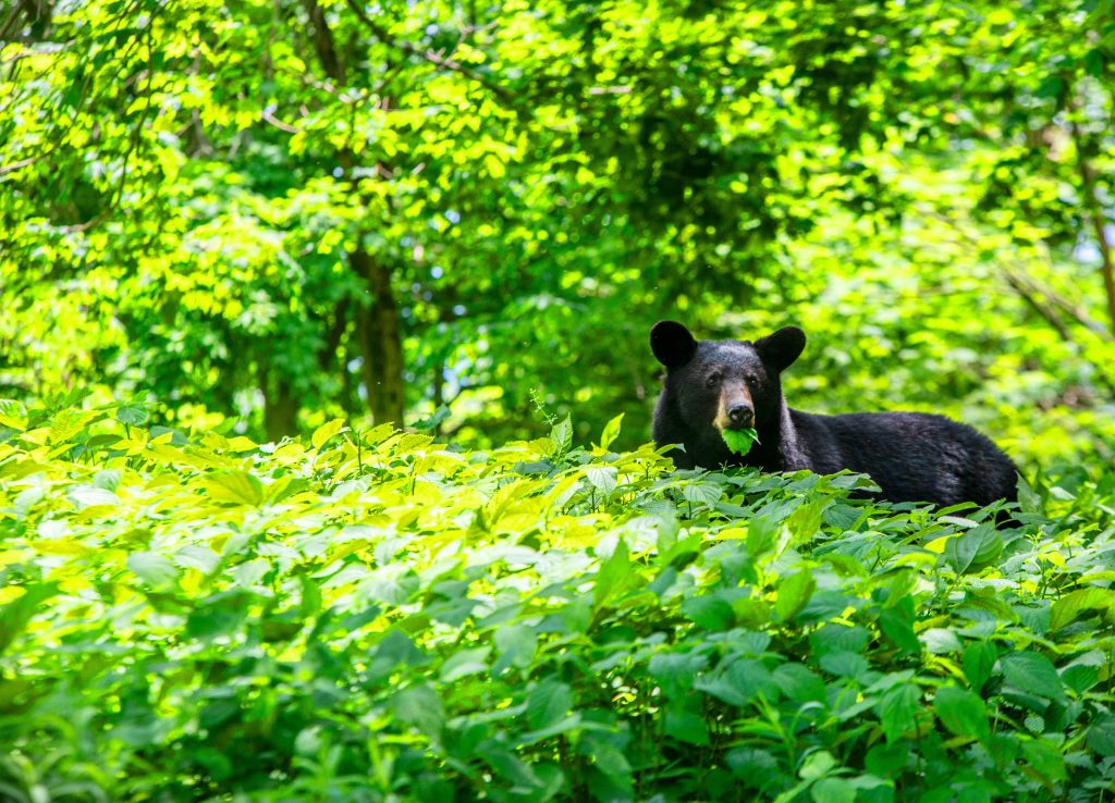A bear eats a green leaf, poking out of a landscape of bright green plants and trees.