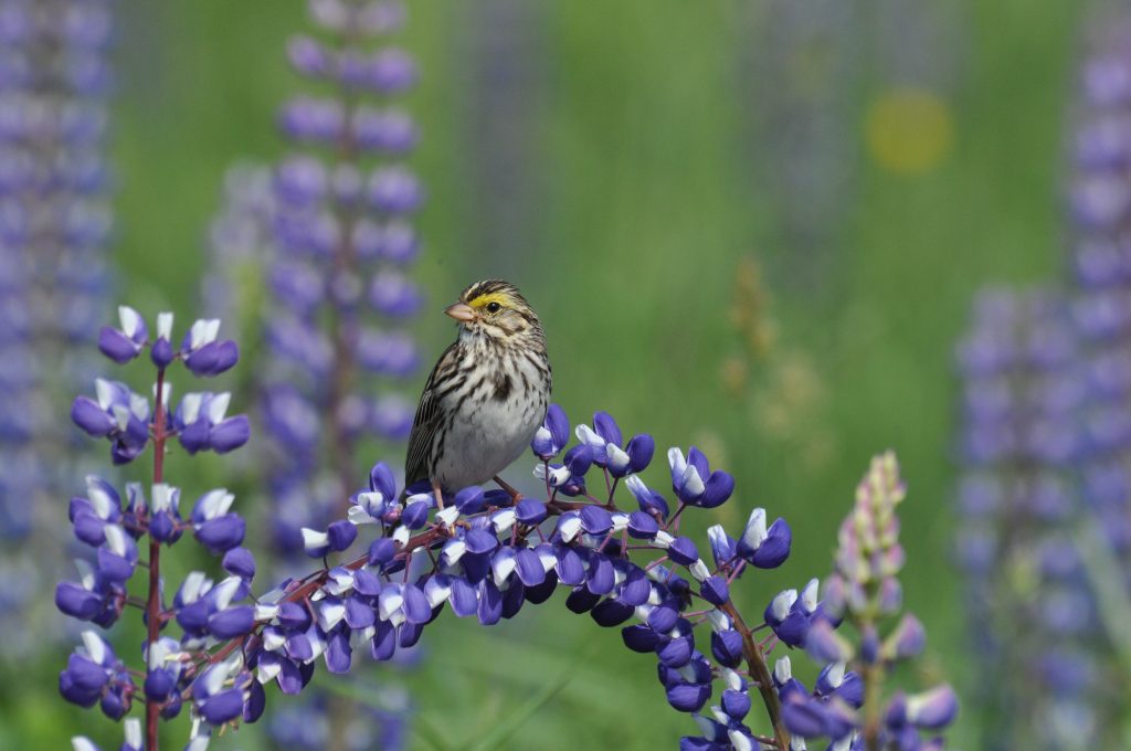 A bird is perched on a purple flowering plant, looking to the side.