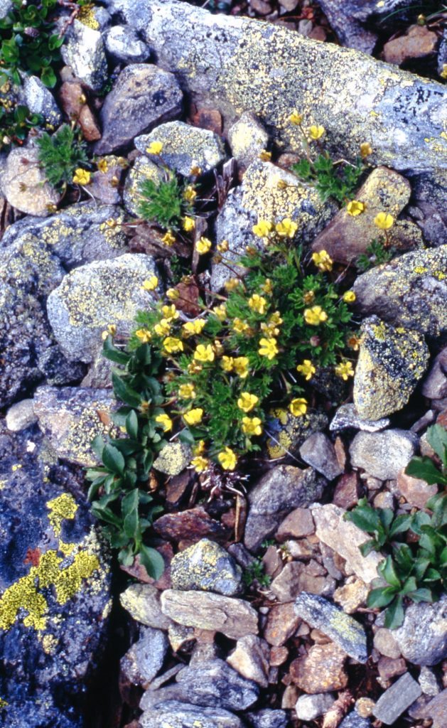 2002 Sept 26 Robbins Cinquefoil On Mount Washington 2000 Sl5001.2000.0006