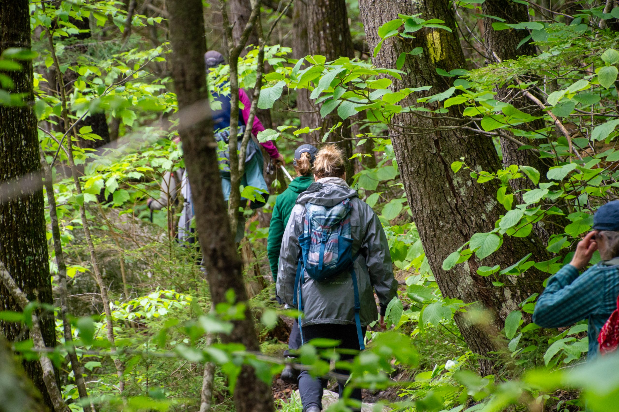 women hiking in a forest