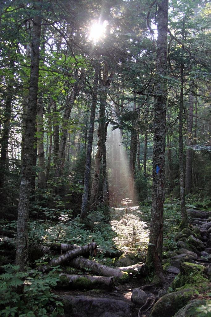 Wooded forest along the Ammonoosuc Ravine with the sun shining.